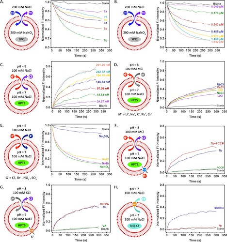 何磊 刘俊秋 Angewandte3 何磊 刘俊秋 Angewandte3